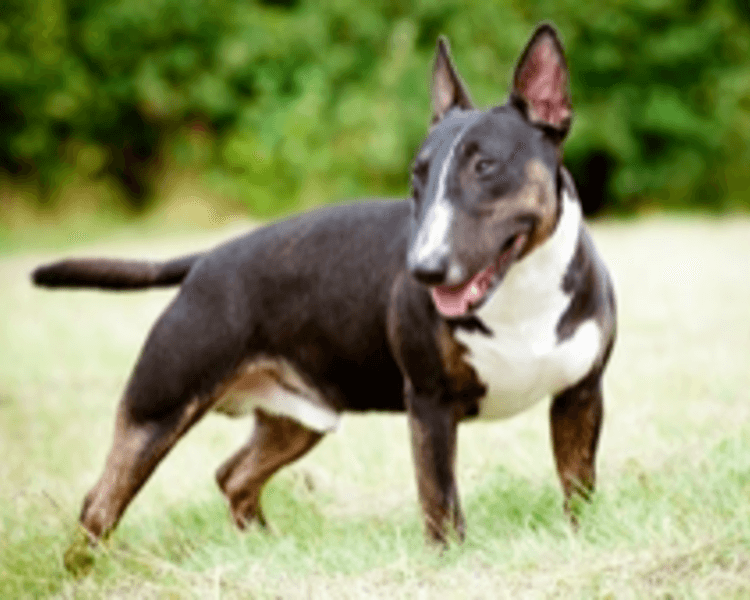 Esterilización Caninos 16 a 20 kg