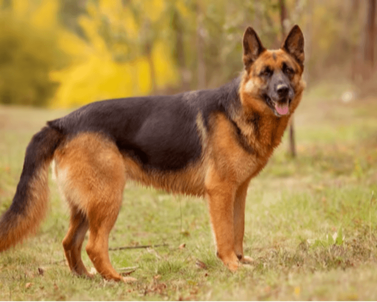 Esterilización Caninos 31 a 35 kg