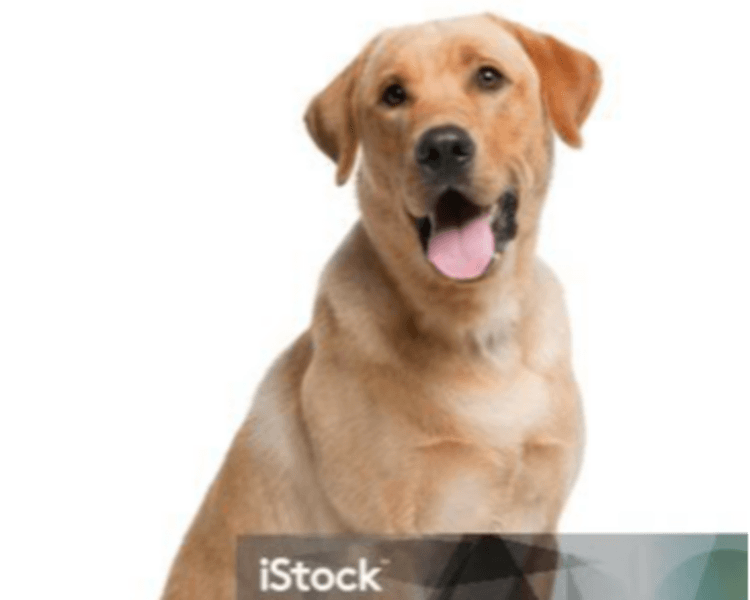 Esterilización Caninos 26 a 30 kg