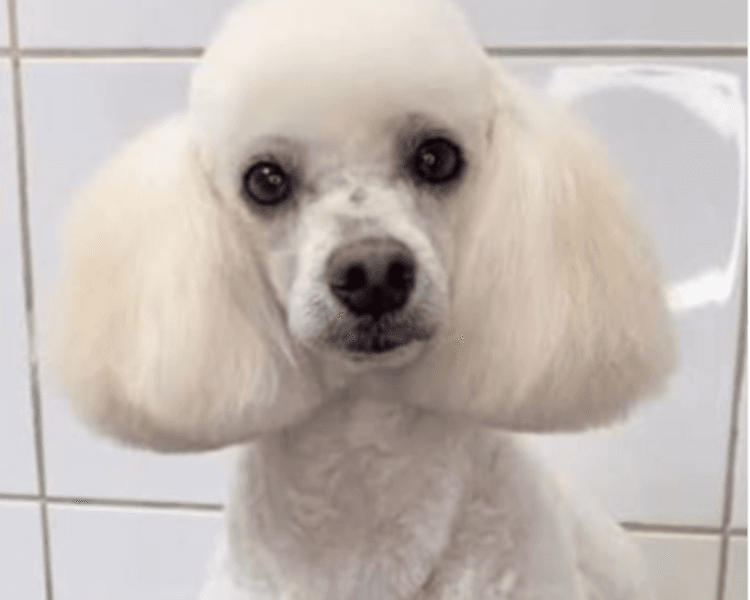 PELUQUERIA CANINA O FELINA DESDE