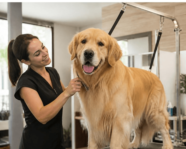 Full Grooming (XL) 25.5 kg - 40 kg