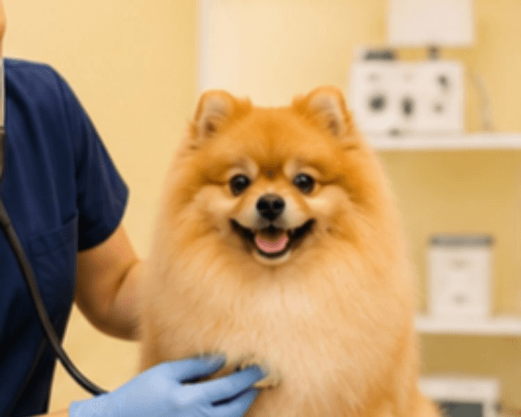 Aplicación de Vacuna Bordetella canina