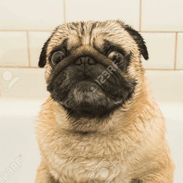 BAÑO PUG