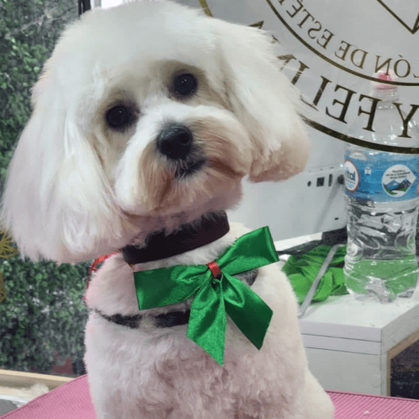 Peluquería Perritos de 1 Kg a 4,9 Kg