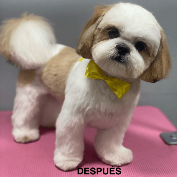 Peluquería Perritos de 5 Kg a 9,9 Kg