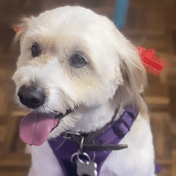 Peluquería Perritos de 20 Kg a 24,9 Kg