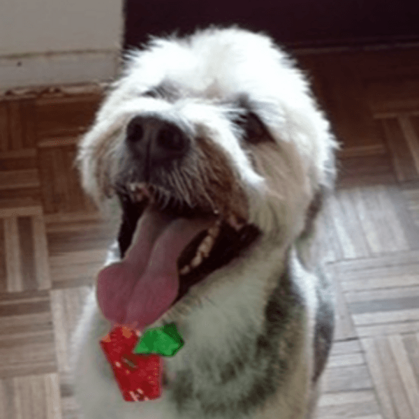 Peluquería Perritos de 25 Kg a 29,9 Kg