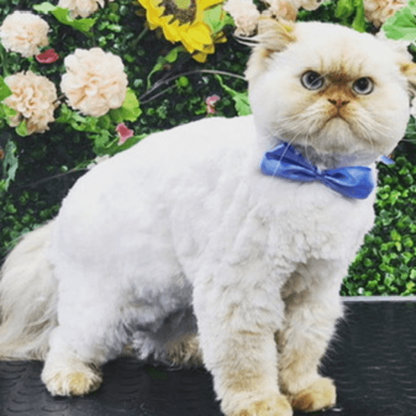 Servicio Peluquería Gato