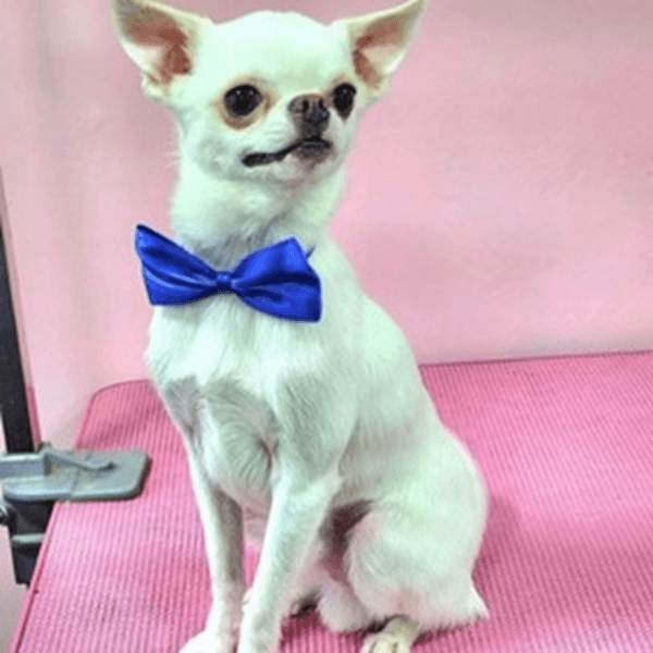 Baño perro pelo corto 1 Kg a 4,9 Kg