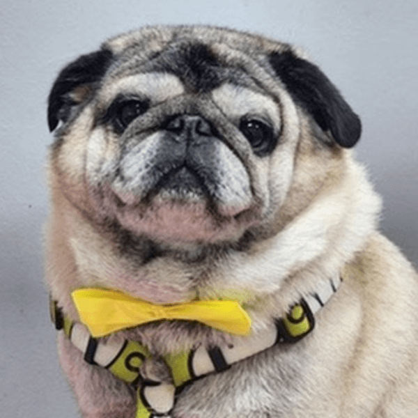 Baño perro pelo corto 5 Kg a 9,9 Kg