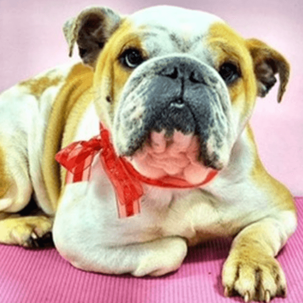 Baño perro pelo corto 10 Kg a 14,9 Kg