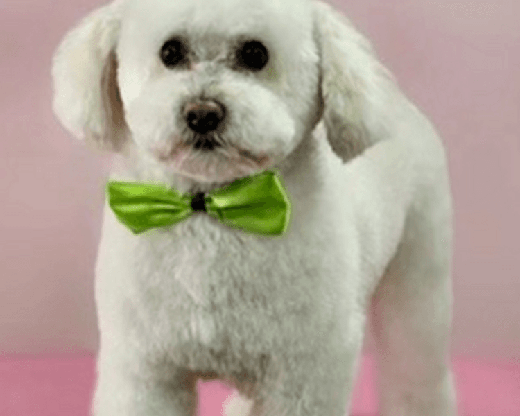 Baño perro pelo largo 1 Kg a 4,9 Kg