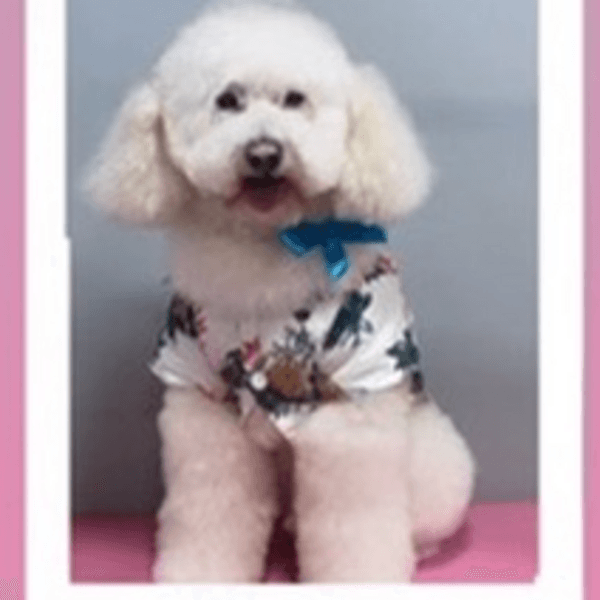 Baño perro pelo largo 10 Kg a 14,9 Kg