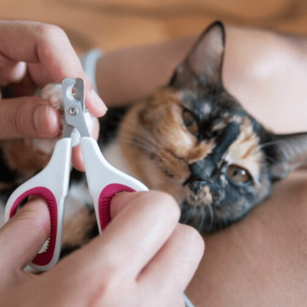 Corte de uñas gato grande