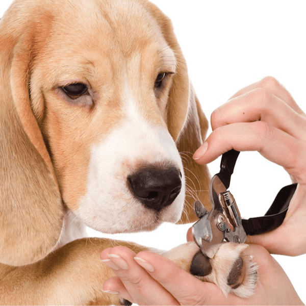 Corte de uñas perros medianos