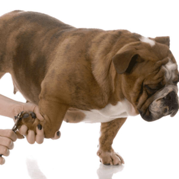 Corte de uñas perros grandes