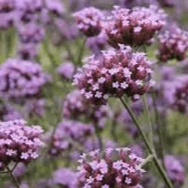 (30min) Exfoliación de verbena (relajante) | Verbena full body scrub (relaxing)