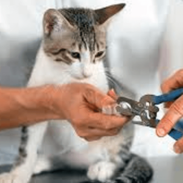 Corte de uñas gato pequeño