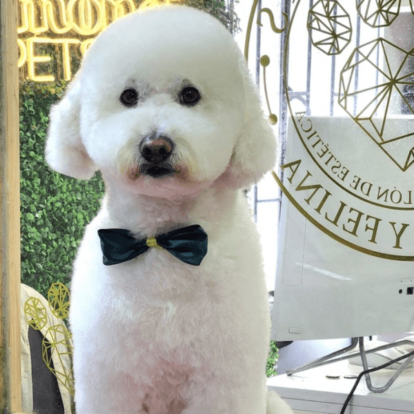 Peluquería Perritos de 10 Kg a 14,9 Kg