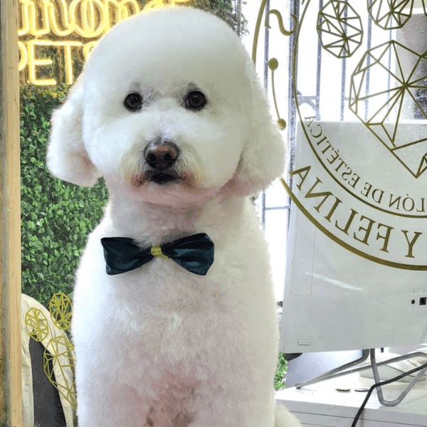 Peluquería Perritos de 15 Kg a 19,9 Kg