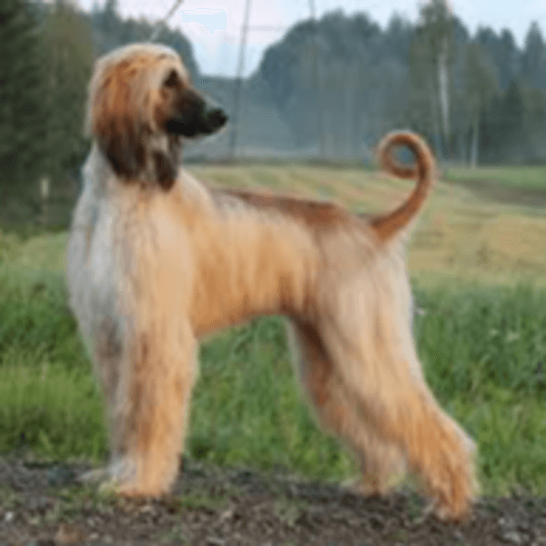 Servicio Peluqueria Afgano