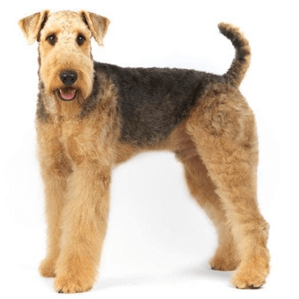 Servicio Baño Airedale