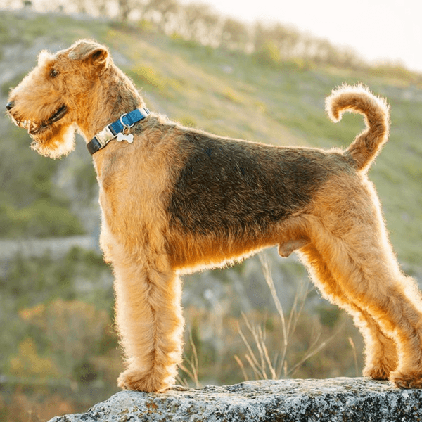 Servicio Peluqueria Airedale