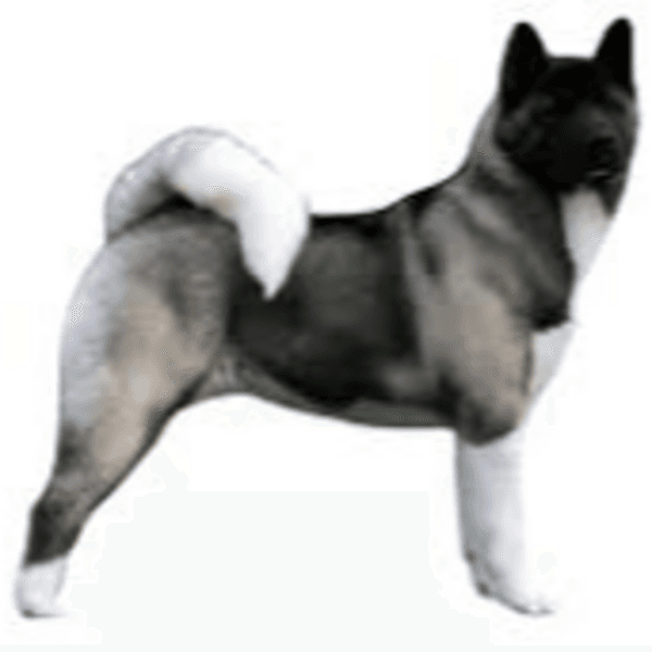 Servicio Baño Akita