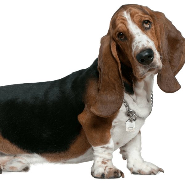 Servicio Baño Basset Hound