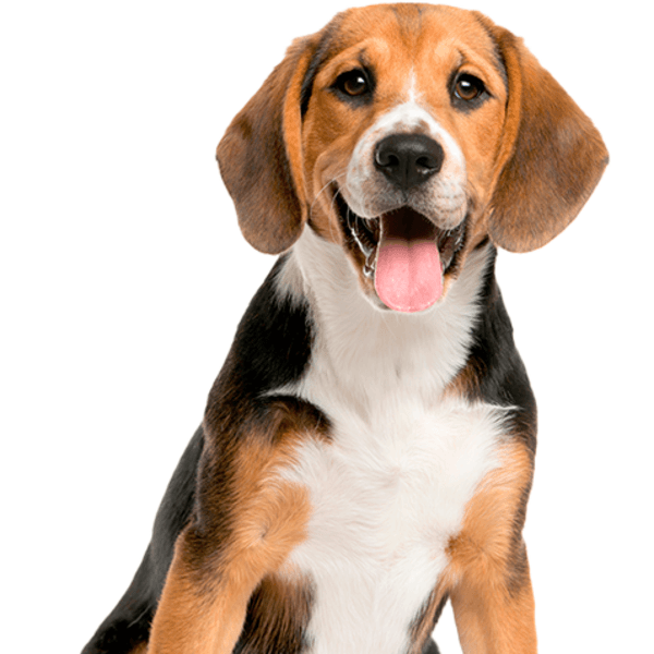 Servicio Baño Beagle