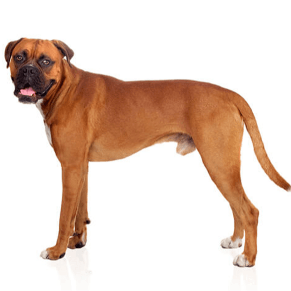 Servicio Baño Boxer