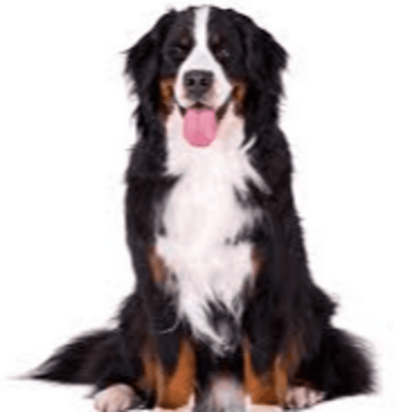 Servicio Baño Boyero de Berna