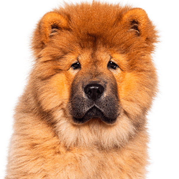 Servicio Peluquería Chow Chow