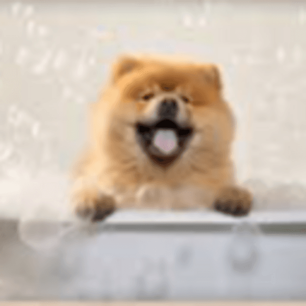 Servicio Baño Chow Chow