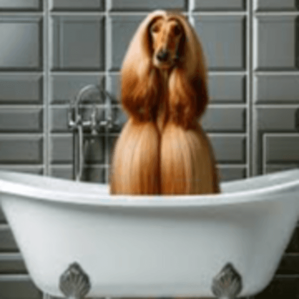 Servicio Baño Afgano