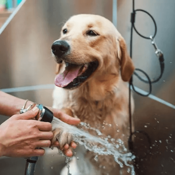 Servicio Baño Golden Retriver