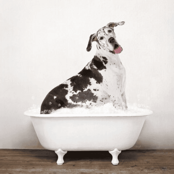 Servicio Baño Gran Danés