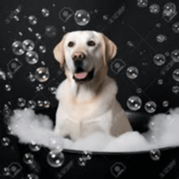 Servicio Baño Labrador