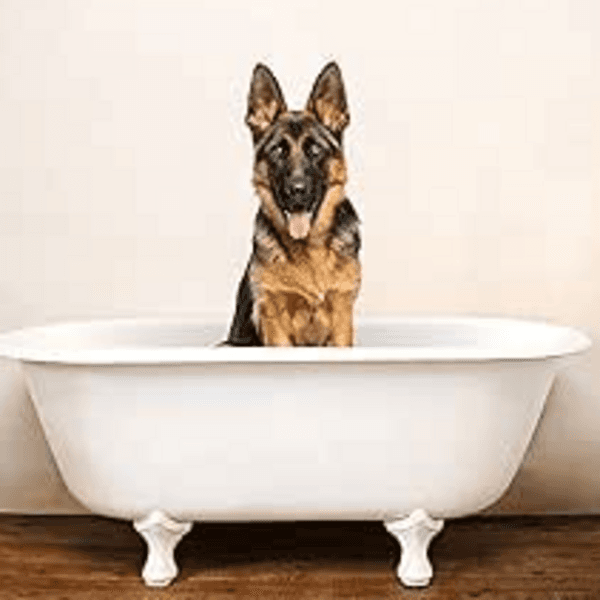 Servicio Baño Pastor Aleman Pelo corto