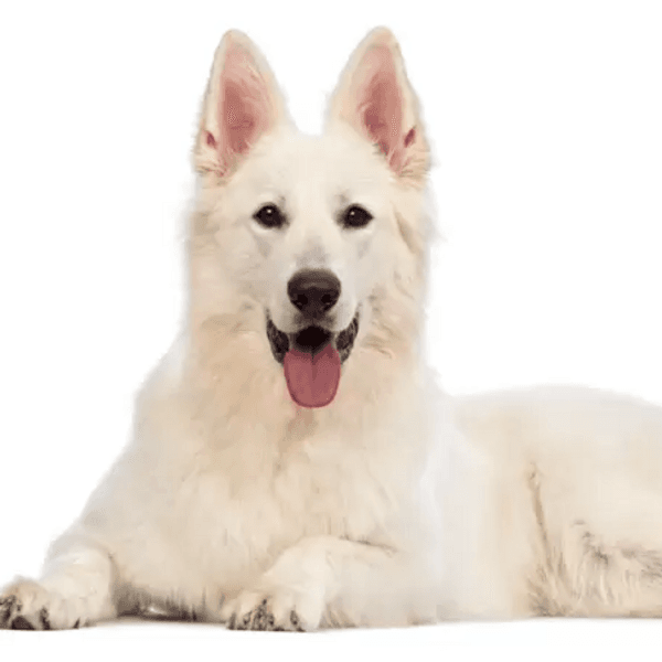 Servicio Baño Pastor Suizo