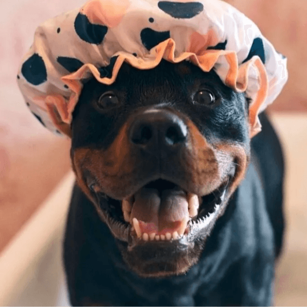 Servicio Baño Rottweiler