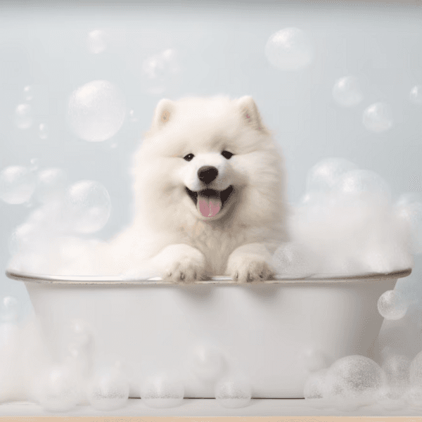 Servicio Baño Samoyedo