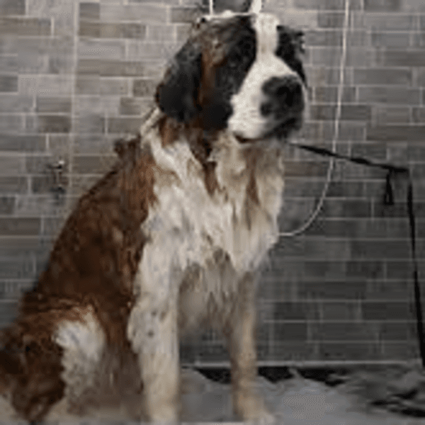 Servicio Baño San Bernardo