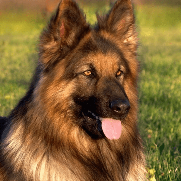 Servicio Peluquería Pastor Aleman pelo largo