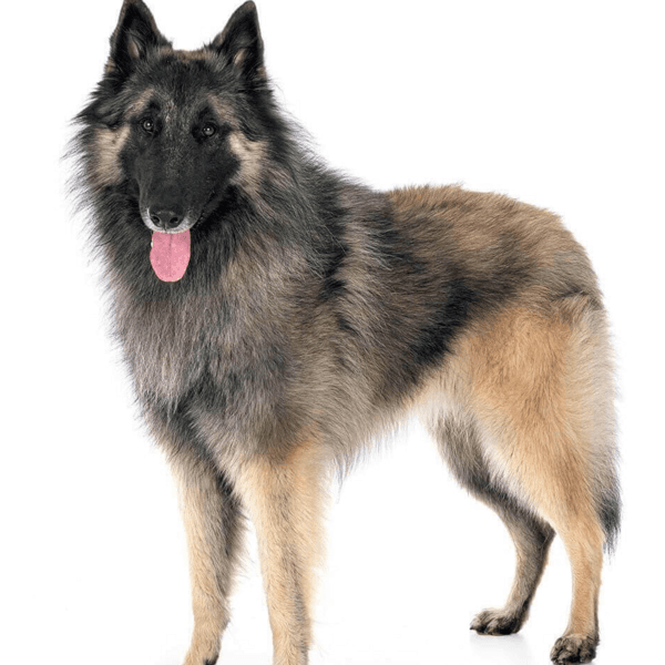 Servicio Baño Pastor Belga pelo largo