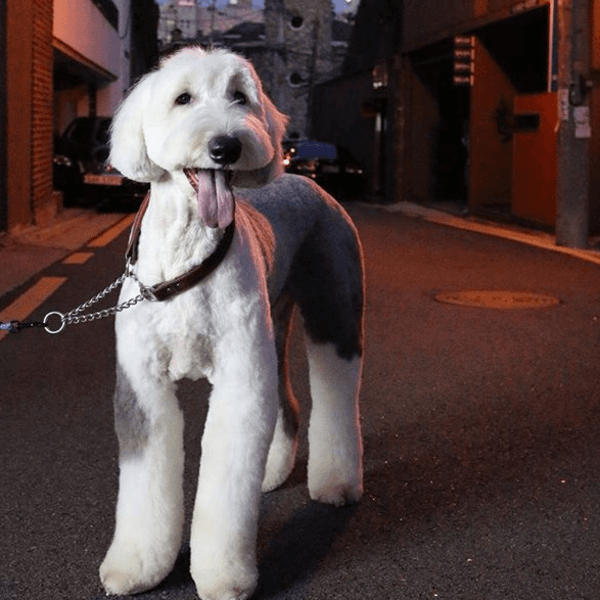 Servicio Peluquería Pastor Inglés pelo largo