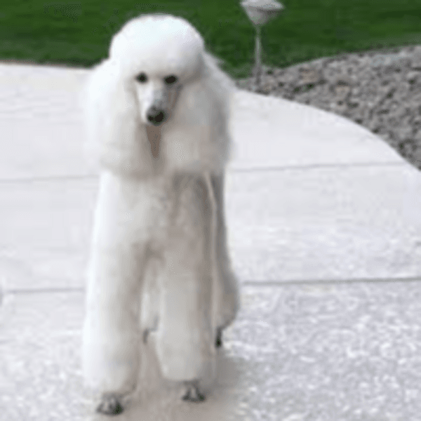 Servicio Peluquería Poodle gigante