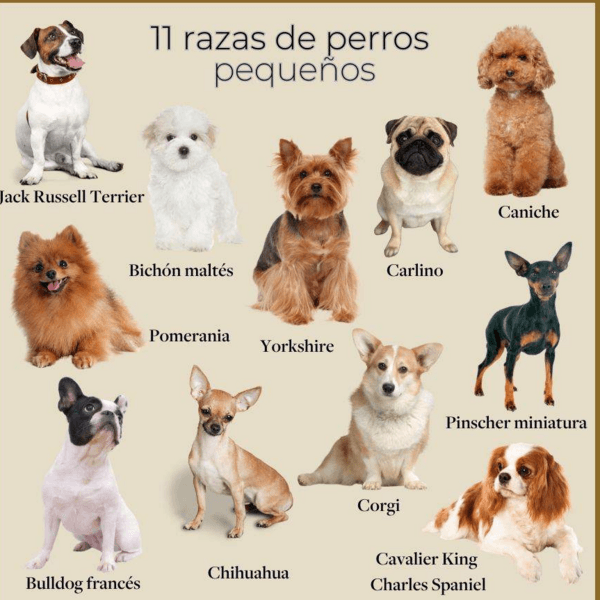 BAÑO PERRITOS PEQUEÑOS 1-10 Kgs. / REÑACA - JARDIN DEL MAR - LOS ALMENDROS