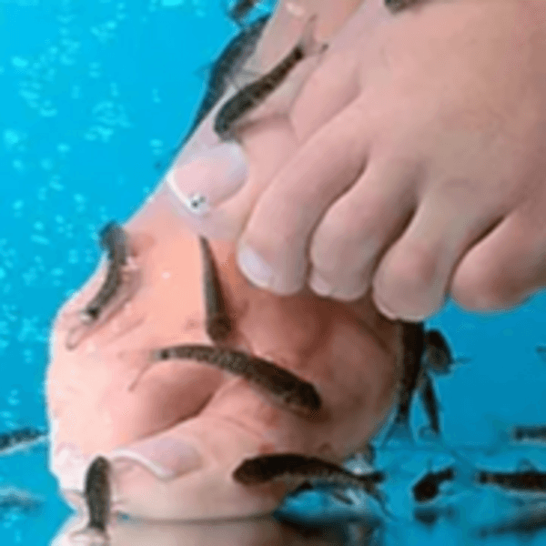 Terapia peces Adulto